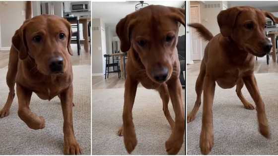 "He won the challenge": Clever dog dances like human being, wags its tail merily in viral TikTok video