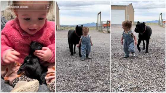 Cane Carso dog and baby grow up together like friends, it protects her, walks behind kid