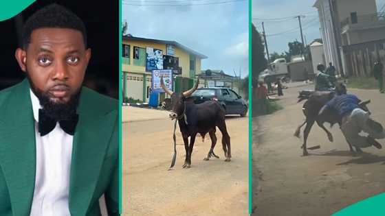 Sallah 2025: AY reacts to man's brave encounter with aggressive cow in Ijebu, "Don't try it again"
