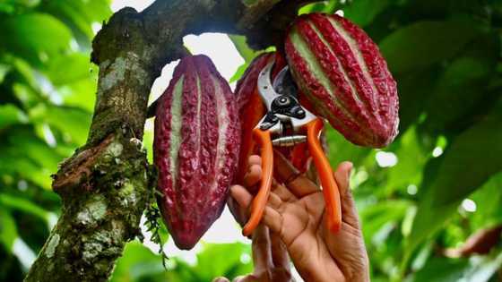 Hot cocoa prices bring sweet profits, danger to Ecuador producers
