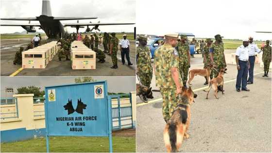 Yaki da Boko Haram: Rundunar Sojoji ta sayo kwararrun karnuka guda 21 (Hotuna)