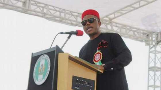 Ruga: Intrigues as S/East state govt announces aid for farmers willing to breed “Igbo specie cow”