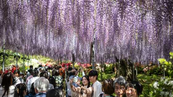 Inflation, hotel prices curtail Japanese 'Golden Week' travels
