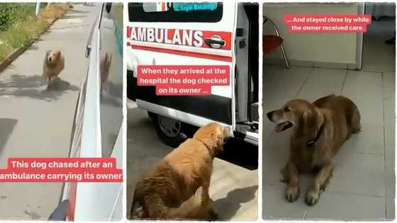 "Truly man's best friend": Loyal dog runs after ambulance carrying its owner to the hospital, video goes viral