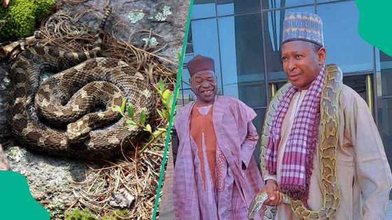 'Dalilin da ya sa tsohon Akanta Janar ke kiwon dabbobin daji masu hatsari a Kano'