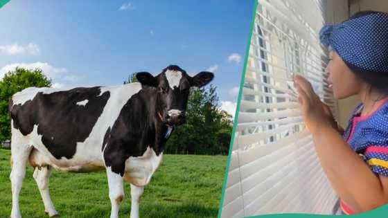 Nigerian man marries South African lady, brings cows for the wedding rites