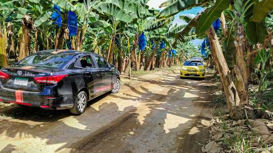 Panama hopes to secure return of US banana giant Chiquita