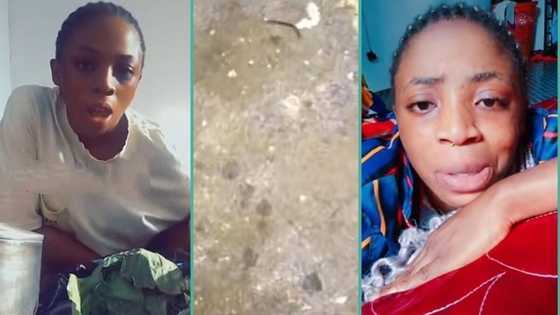 "God please help me": Lady cries out after finding scary creature in rented apartment, video trends