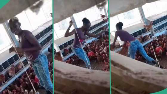 "They're all cheering her up": Video shows moment lady was caught performing for chickens in poultry