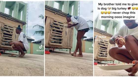 "I never chop this morning": Nigerian lady eats turkey meant for her brother's dogs, funny video goes viral