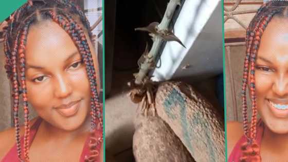 "It's like farm": Lady visits boyfriend's house, sees tubers of yam growing tendrils in his kitchen