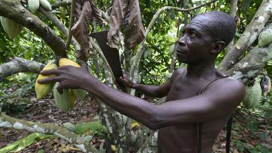 Nigeria seeks to cash in on soaring cocoa prices
