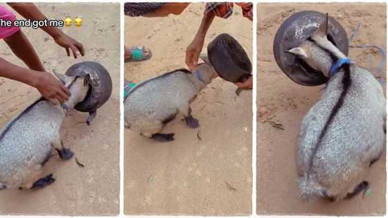 "Real goat": Lucky goat gets rescued after putting its head inside narrow kettle, video goes viral