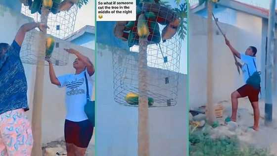 Lady lands in trouble after plucking pawpaw from protected tree, says owner is searching for her