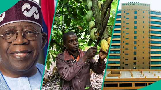 Tinubu commends BOI’s N636bn loans as agriculture takes largest share