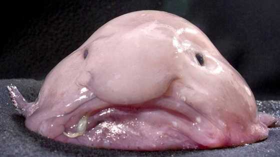 Tout savoir sur le blobfish, surprenant poisson des profondeurs