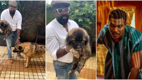 "Neighborhood dogs are in trouble": Funny reactions as Kunle Afolayan names his puppy Saro, video trends