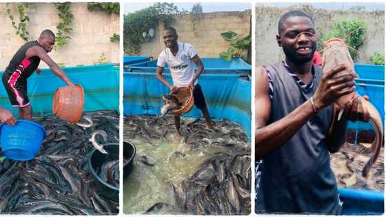 "It is very lucrative": ABSU graduate of Industrial Chemistry becomes fish Farmer, shows off big cat fish