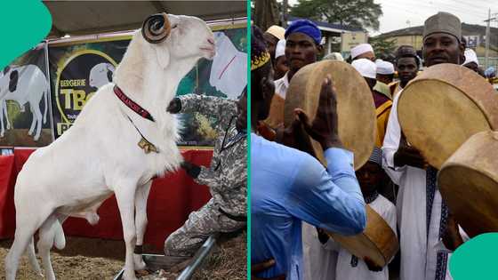 Eid El-Kabir: 6000 cows to be shared in 11 states for sallah, full list emerges