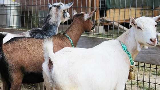 Da dumi: An yi garkuwa da awakin wani siyasa domin dagula masa lissafi