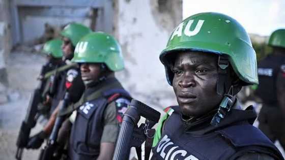 'Yan sanda sunyi nasarar kwato wasu makiyaya da shanu daga hannun 'yan kungiyar boko haram