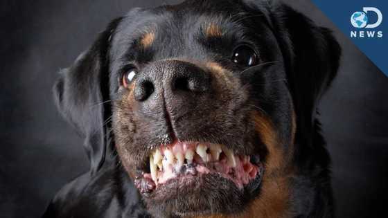 Top-5 most aggressive dogs in the world