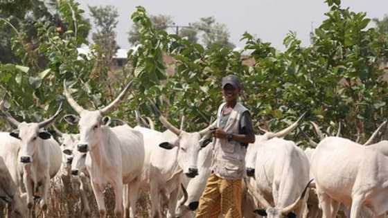 Prove your innocence about herdsmen violence by changing security system - Christian group in Rivers tells FG