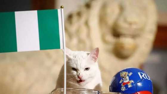 Russia 2018: Cat predicts Super Eagles win against Argentina (video)