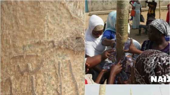 Abun al’ajabi: Sunan Allah ya bayyana a jikin bishiyar zogale