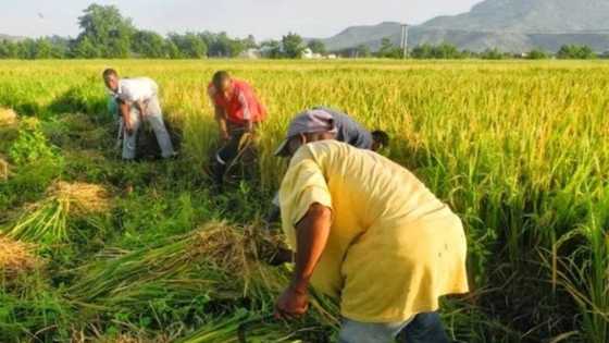 Gwamnati ta ware kadadar noma 500 don noman shinkafa ga matasa