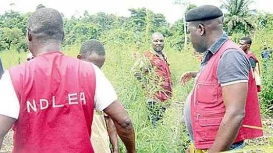 Anyi dauki ba dadi da jami'an NDLEA yayin da suka je kama mai sayar da kwayoyi