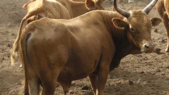 An kashe makiyayi a Adamawa, an kuma sace masa shanu 16