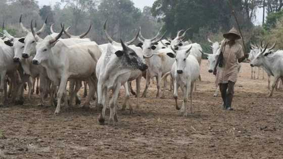 There is no need to set up cattle colonies in southeast - Miyetti Allah