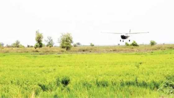 Sabuwar cutar tsutsa ta bulla a gonakin Kebbi, manoma na fargabar bazuwarta