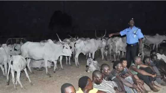 An cafke masu satar shanu a lokacin da suke rabo a cikin daji
