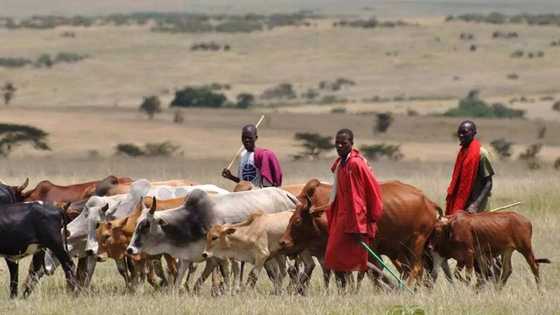 Miyetti Allah: We lost 1000 people, 20 thousand cattle during crises in various states