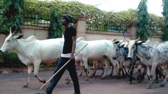 Wani Bafulatani ya ci amanar shanu 22, amanar kuma ta ci sa, karanta