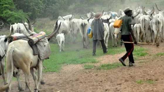 NANS condemns latest attack on Plateau by suspected herdsmen