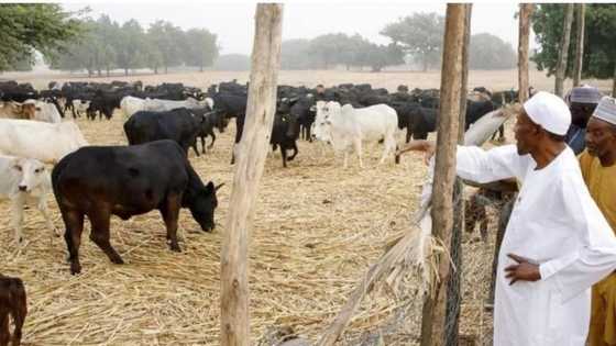 Why we don't want cattle ranches in our land - Paramount group in Edo reveals (read full statement)