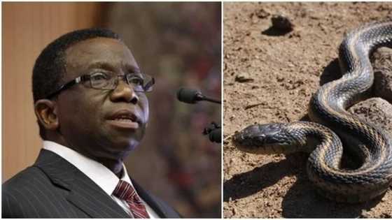 Ministar kula da kiwon Lafiya Ferfesa Adewole ya ce babu karanci maganin cizon maciji a Najeriya