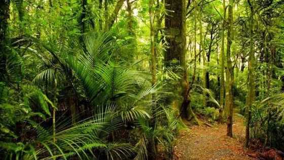 Sacred: Forest of the almighty in Nigeria (Igbo Olodumare)