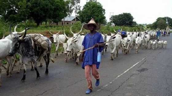 Bayan Amincewa Fulani Makiyaya Su Dawo Kano, 'Yan Sanda Sun Ba Da Sharadi