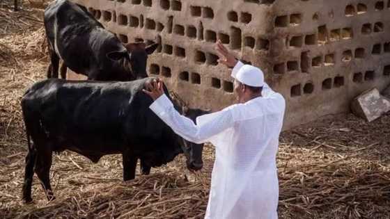 President Buhari Is Far Richer Than He Declares (Proof)