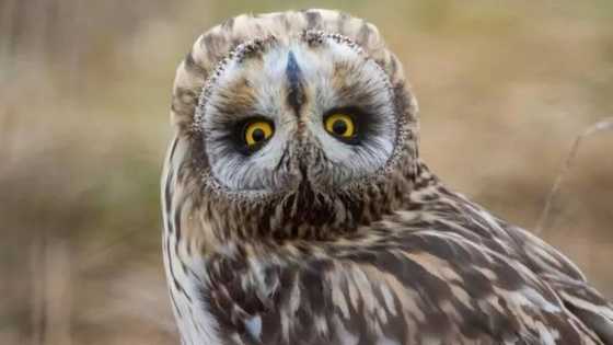 To fa! An yi wa sarkin Kano asiri da mujiya