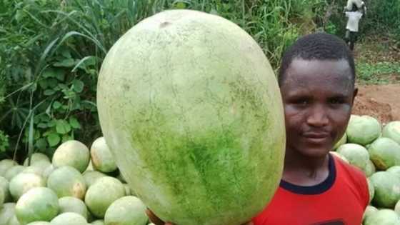 How to make good income in just 85 days from growing watermelon