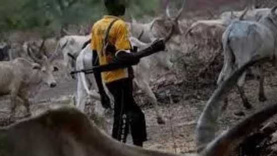 Herdsmen are also victims of Southern Kaduna crisis - Miyetti Allah