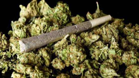 Binciken masana ya gano wani magani da ganyen wiwi yake yi a jikin dan adam