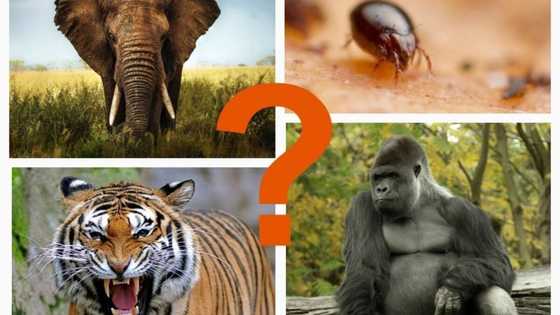 Which animal is the strongest in the world?