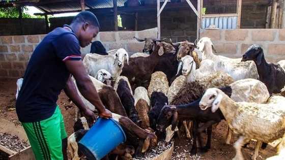 Is Nigerian livestock farming going to increase its profit in the next years?