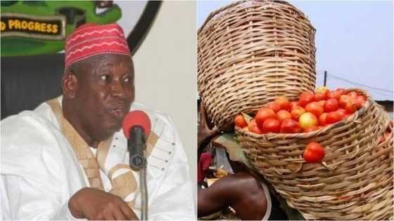 Rufe madatsar ruwan Tiga: Manoma Timatir a jihar Kano sun tafka mummunan asara ta naira 1,000,000,000